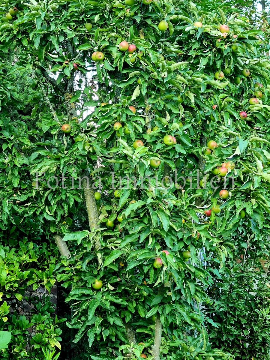 Apfelbaum im Garten Mehrfamilienhaus Viersen / D�lken