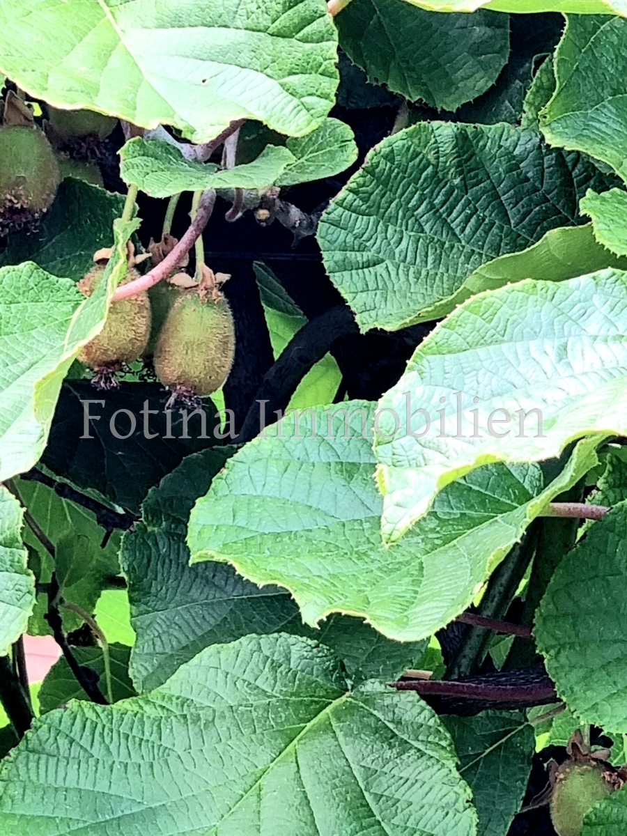 Garten Reihenmittelhaus M�nchengladbach