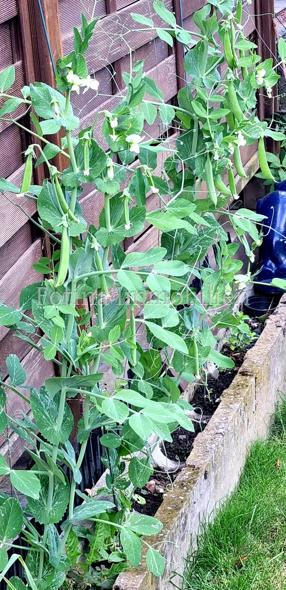 Garten Reihenmittelhaus M�nchengladbach